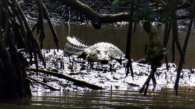 A three-metre saltwater crocodile in the Cairns area. The animals range from the tip of Cape York as far south as Mackay.
