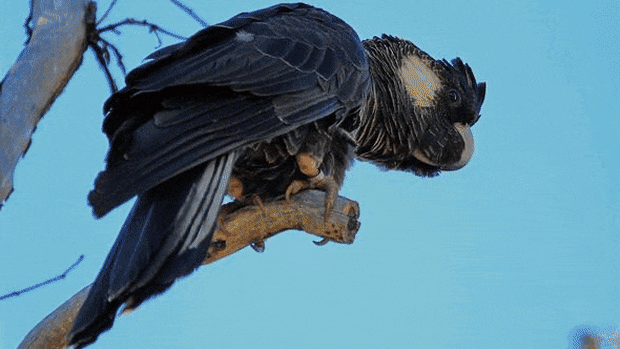 Black cockatoos are in dire straits across WA. 