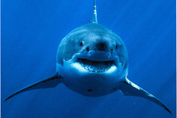 Great white sharks have all but disappeared from the ocean near Cape Town this year.