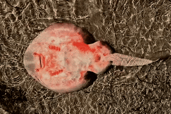 The toxic algal bloom in South Australia is killing marine life.