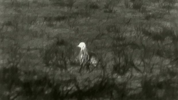 An image of a plains wanderer at night spotted on a thermal camera.