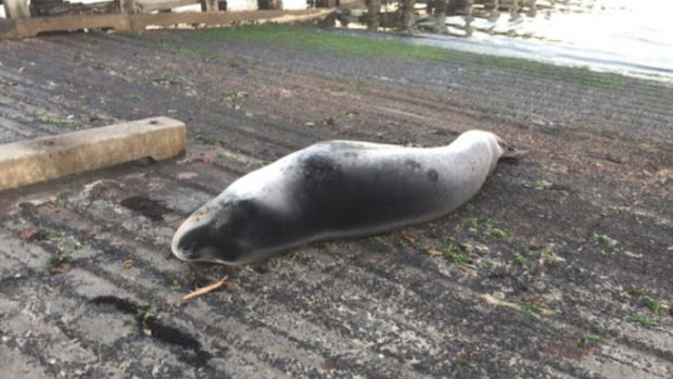 Police were alerted to a slumbering seal at Brighton Beach this morning.