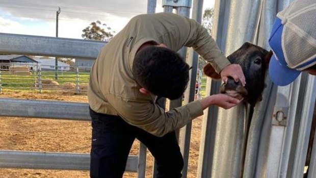 WA Police are cracking down on cattle rustling in the state’s Mid West, Gascoyne and Pilbara. 