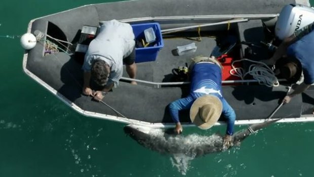 Led by shark experts Dr Richard Fitzpatrick and Dr Adam Barnett, the team will be on the water at Cid Harbour this week working from the research vessel ‘Argo’.