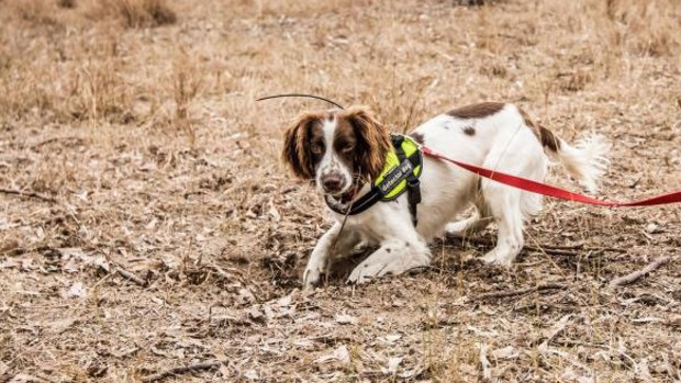A Queensland Urban Utilities detection dog identified a tracked underground water leak.