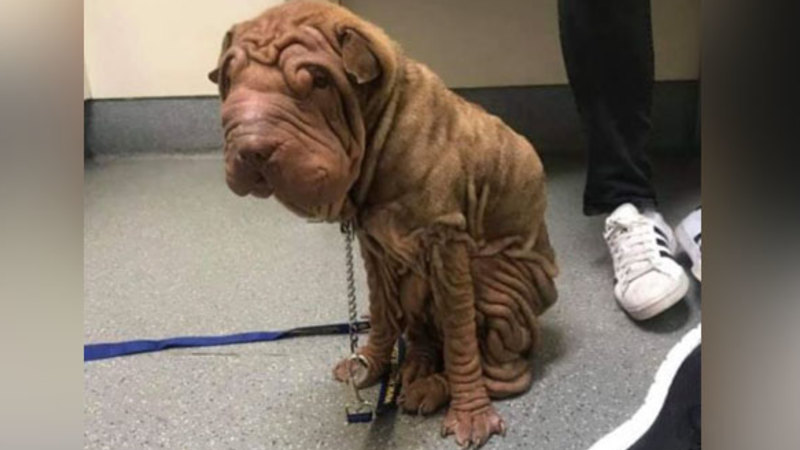Ugly shar pei shop