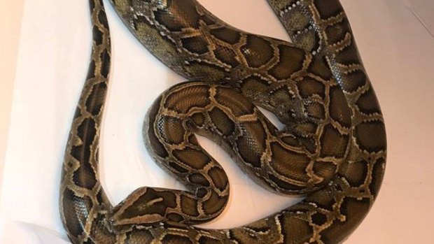 Several snakes were found during the police investigation.