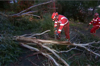 SES workers removed fallen trees from roads in Melbourne on Tuesday night and Wednesday morning as winds lashed most of the state.