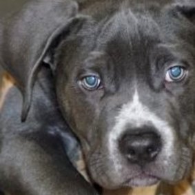 The 14-week-old Staffordshire Bull Terrier stolen from the West Melbourne home. 