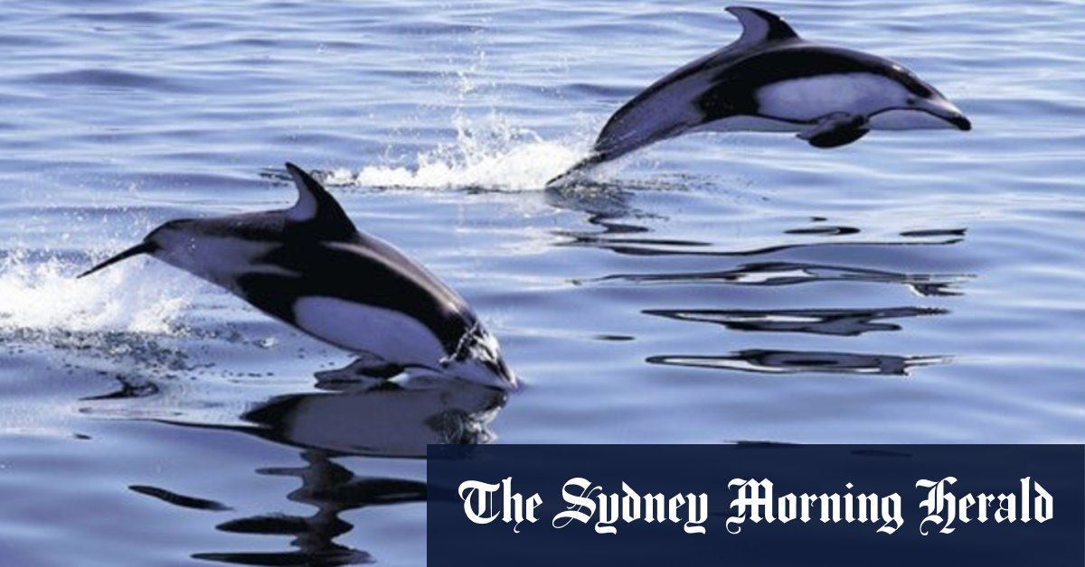 Japan dolphin attacks spoil summer along stretch of beaches