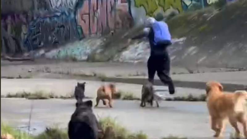 Watch the moment a would-be assaulter is chased away by dogs