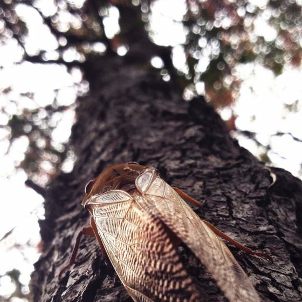 A cicada in a tree in Sydney's northern beaches.
