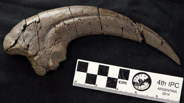 The distinctive hand claw fossil found during dinosaur digs on Victoria's Otway Coast