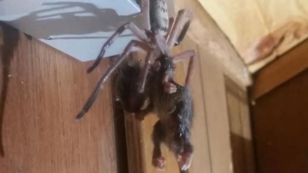 A huntsman spider tries to make a meal out of a pygmy possum