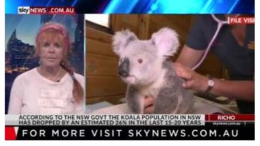 Koala conservationist Sue Arnold from the group Australians for Animals plans to take the Queensland Government to court for poor koala policy.