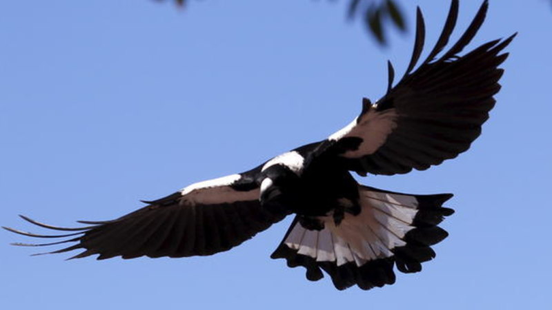 Magpie Swooping In Woonona Kills Elderly Cyclist