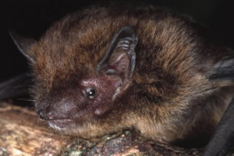 The Christmas Island pipistrelle was officially added to the extinction list on Wednesday. 