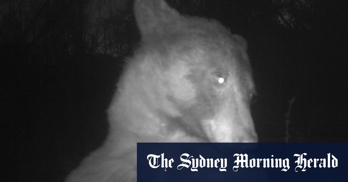 A bear took 400 selfies. Fashion pros say they're a star - Vimarsana News