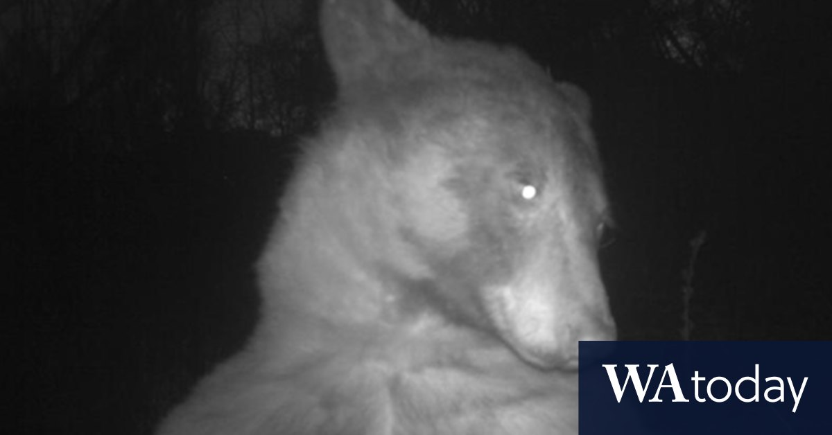 A bear took 400 selfies. Fashion pros say it's a star - Vimarsana News