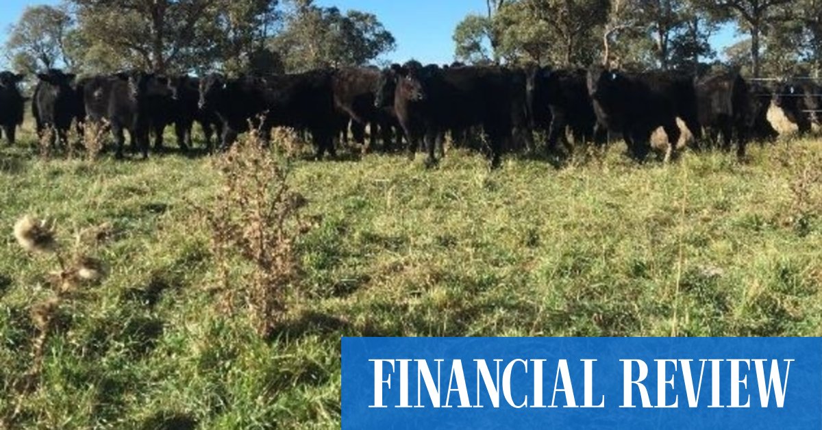 Kidder Williams boss beefs up in wagyu - Vimarsana News
