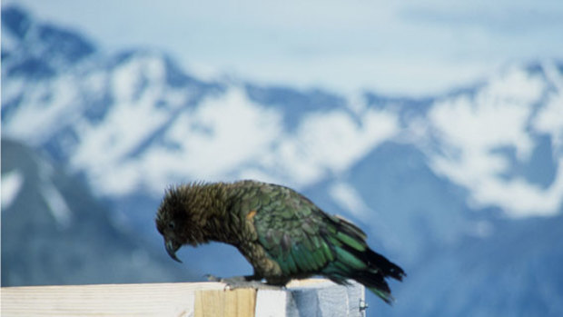 The Kea, the world's only alpine parrot, and winner of New Zealand's Bird of the Year contest in 2019.