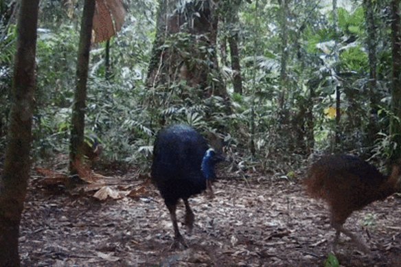 Endangered cassowaries live in the rainforest.