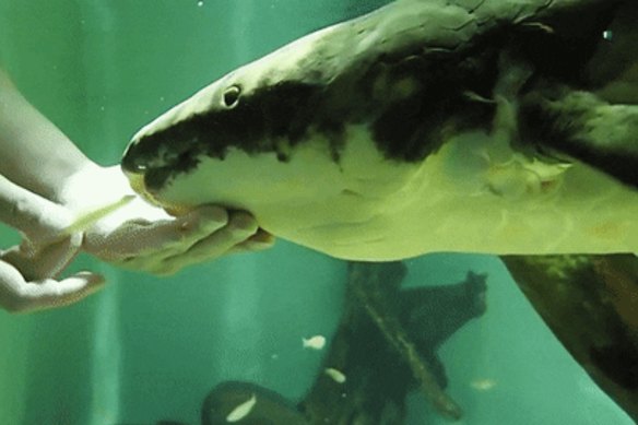 Methuselah the Australian lungfish might currently be the oldest living fish in captivity in the world.