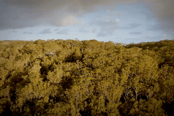 The bush of K’gari, formerly Fraser Island. 