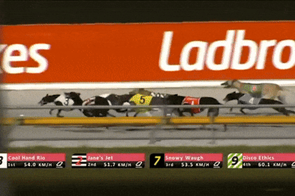 Cool Hand Rio had to be euthanised after this fall at The Q on Tuesday night.