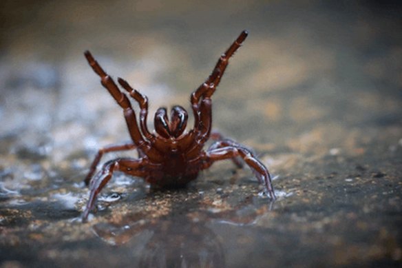 Funnel web spider