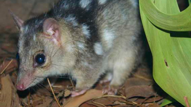 Could gene-edited ‘super quolls’ fight back against cane toads?