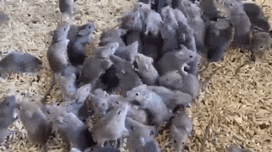 The NSW government is seeking approval for the release of a potent poison to end the mouse plague affecting inland regions of the state.