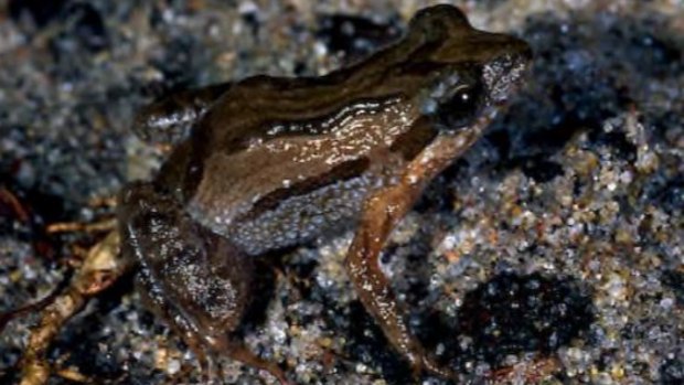 The Wallum froglet, listed as vulnerable under Queensland's Nature Conservation Act. The Narangba waste company released old cooking oil into a wetlands at levels that could kill the froglet.