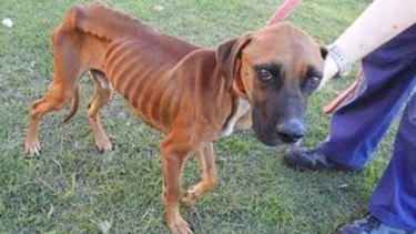 Rspca Rescued Dog Now Fully Recovered Looking For A Home