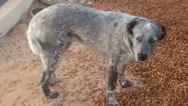 The female blue heeler has been in RSPCA's care since the time of seizure. 