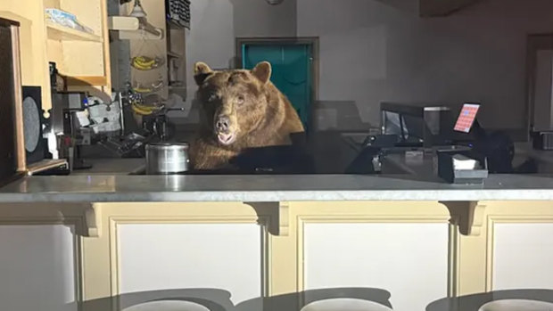 Fuzzy was taste-testing ice cream behind the counter of the shop before being startled by police and lumbering into the night.