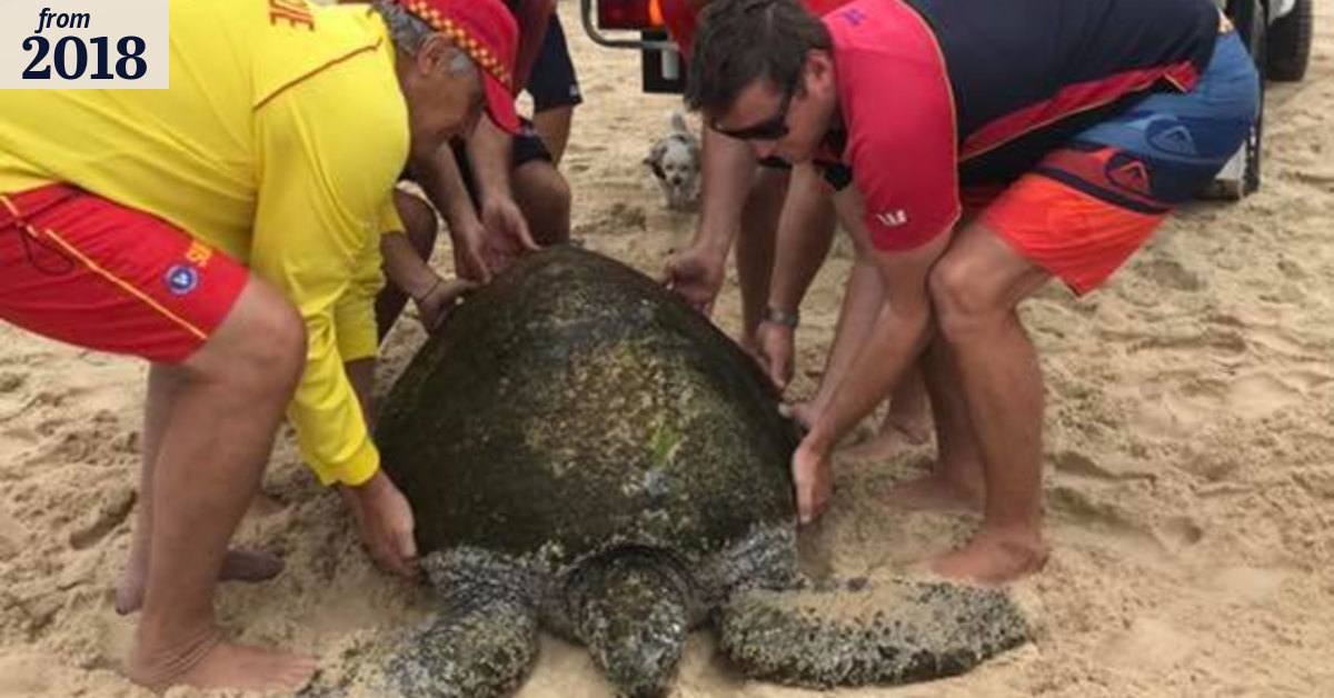 Sick turtle washes ashore on Gold Coast amid strong wind warning