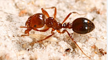 Fire ants are a dangerous invasive species in Australia.