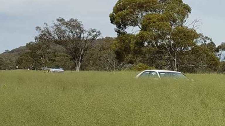 African lovegrass can grow so high it impedes drivers' vision.