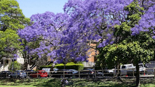 Jacarandas.