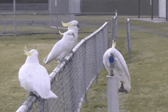 Cockatoos drink from a water fountain in western Sydney.