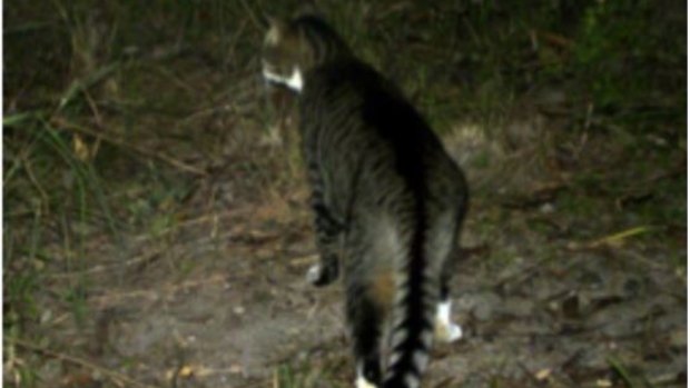 Feral cats are the major threat to the northern bettong.