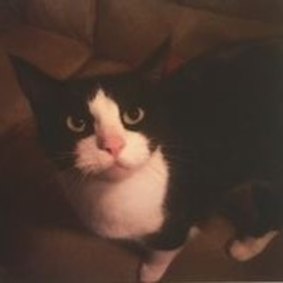 Jake is a male cat about four years old and is black and white, desexed and microchipped.