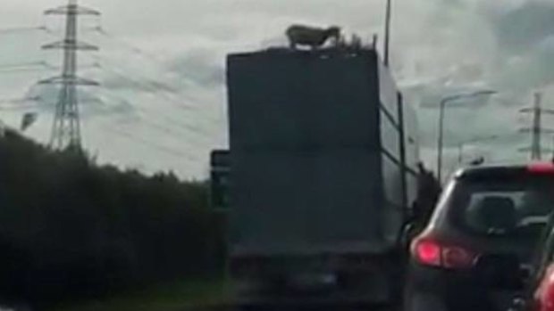 The sheep was seen on top of a truck on Auckland's southern motorway on Sunday evening.