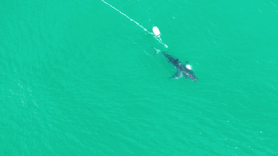 ‘No appetite’ for shark cull, minister says, as WA boosts helicopter, drone patrols