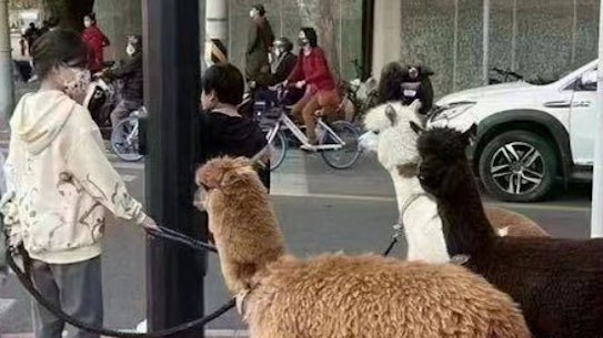 This image of a woman who took three alpacas into the street in Shanghai has become a meme widely shared among disaffected young Chinese people as a form of protest against their leadership. The Mandarin word for three lamas is similar to a common obsenity.