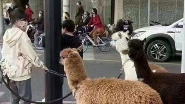 China protests: What on earth is that alpaca meme all about?