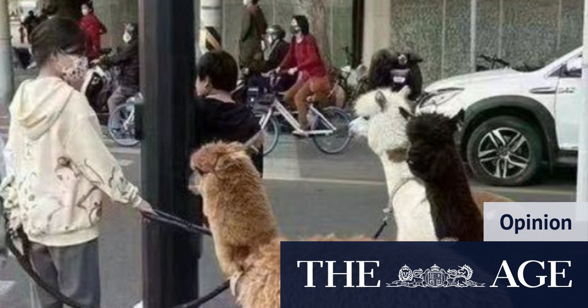 China protests: Alpaca meme explained - Vimarsana News
