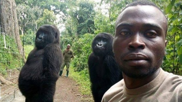 Virunga National Park ranger Mathieu Shamavu's selfie with two female gorillas. 