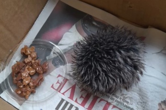 The “hedgehog” that was rushed to emergency care.